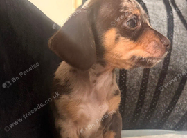 09/09/26 Ready now Chiweenie puppies Minature dachshund x chihuahua