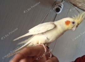 Cockatiel