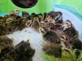 36 Quail Chicks 12 Days old