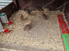 Quails Males 12 for sale