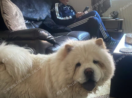 For sale is my 2 year old female chowchow