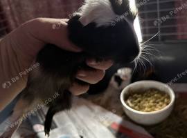 Baby guinea pigs