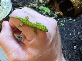 Madagascan giant day gecko