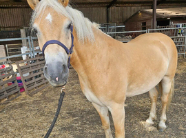 6 year old registered Haflinger mare