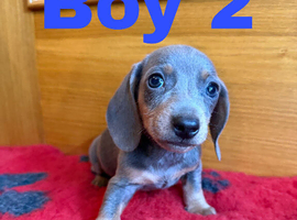 Lovely Purebred Miniature DachshundPuppies