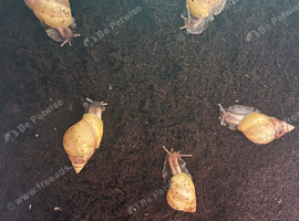 Juvenile Rodatzi And Wild colour Lissachatina fulica