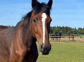 Dressage bred broodmare