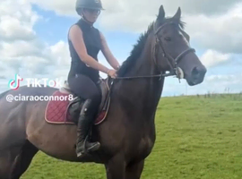 16hh 5yo mare