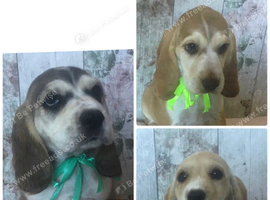 Adorable well socialised Chunky , Strong Cockador pups