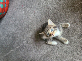 4 Kittens for sale