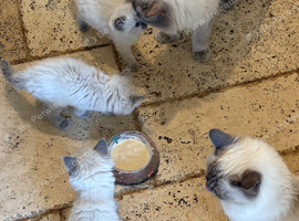Adorable Ragdoll Kittens