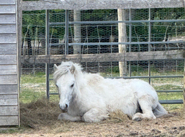 Shetland foal