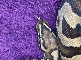 Male leopard fire pos het clown ball python