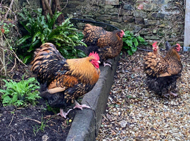Gold laced Wayandotte chickens