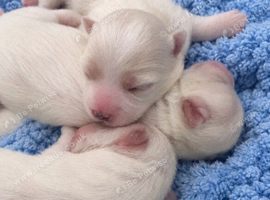 beautiful maltese