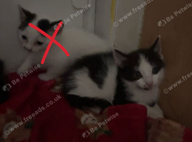 I have 2 kittens left