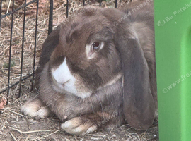 Stunning pure bred French lop babies