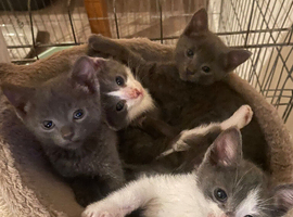 Beautiful grey and white female kittens