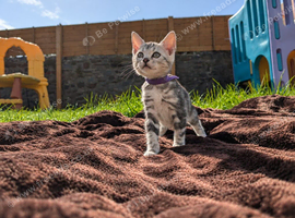 Gorgeous Pedigree TICA Registered Bengal Kittens | Health Tested Parents