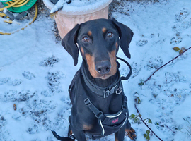 KC reg Dobermann puppy (READY)