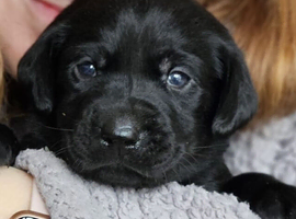 Stunning KC litter