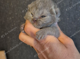 2 blue British Shorthair male kittens