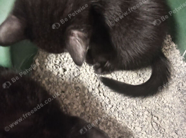 We have 3 beautiful kittens ready