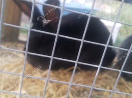 2x continental giant rabbits