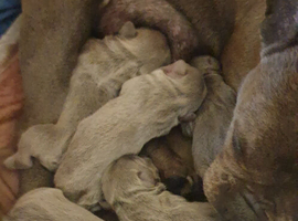 6 frenchies