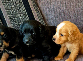 Beautiful Working Cocker Spaniel Puppies