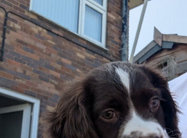 English springer spaniel puppy