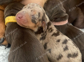 Beautiful mini Dachshund girls