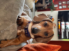 Darla the dachshund