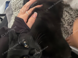 Cat only 6 months old beautiful girl
