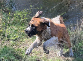 2yrs female kc registered