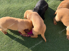 Labrador retriever