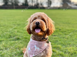 Waiting List - Small Mini Goldendoodle Pups due 3 Nov