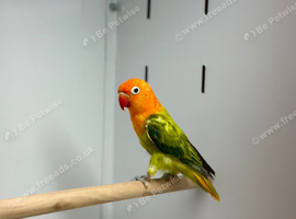 Love birds