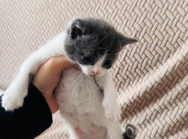 Kittens for sale fully litter trained