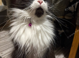 Female cat