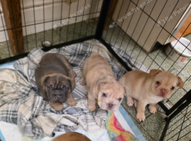Rope french bull dog puppies