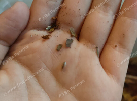 Baby milk back isopods for sale 50p each