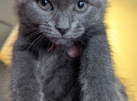5 British grey and Black shorthair kiitens