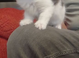 Cute litter