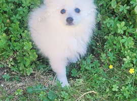 ️ Beautiful White Female Fox Face Pomeranian Puppy &ndash; &pound;1,000 ️