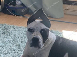 American bully x staffy