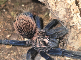 Xenesthis sp Blue Juvenile female tarantula
