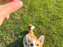 Male Welsh Corgi Pembroke