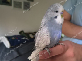 Baby budgies