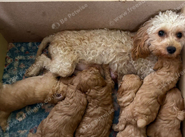 Cavapoo puppies